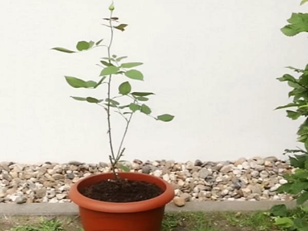 How to Grow a Cut Rose at Home Using a Regular Potato