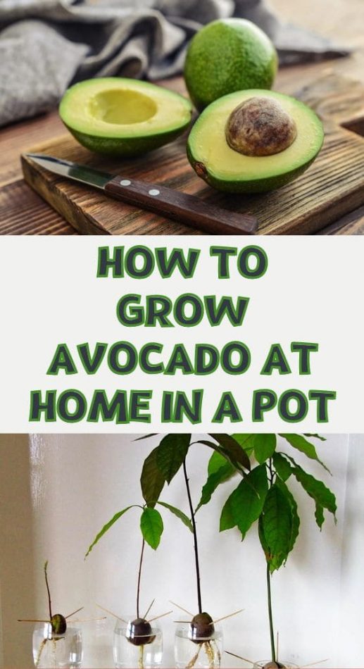 How To Grow Avocado At Home In A Pot