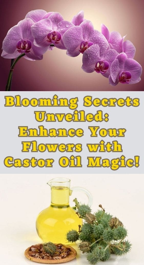 Blooming Secrets Unveiled: Enhance Your Flowers with Castor Oil Magic!